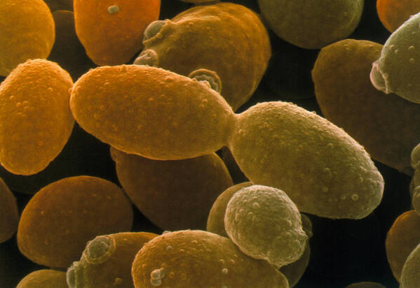 Saccharomyces cerevisiae