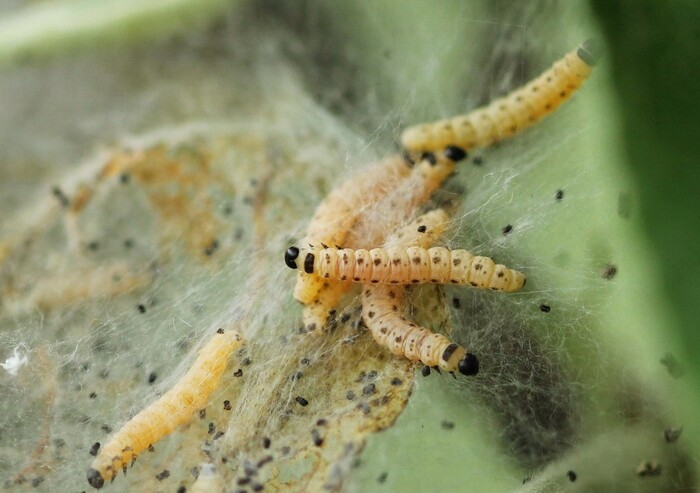 Яблонная горностаевая моль, или Паутинная моль (Hyponomeuta malinella L., или Yponomeuta malinellus Zeller) 