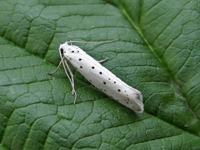 Яблонная горностаевая моль, или Паутинная моль (Hyponomeuta malinella L., или Yponomeuta malinellus Zeller) 