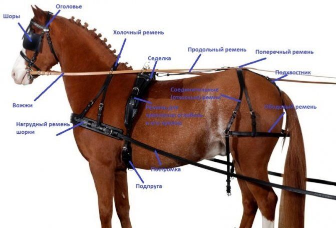 Шлея – это система ремней, охватывающих спину и круп лошади