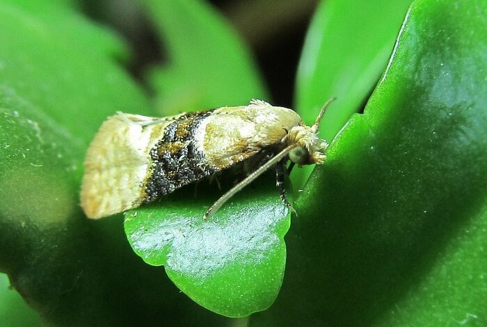 Двулетняя листовертка (Eupoecilia ambiguella. Imago)