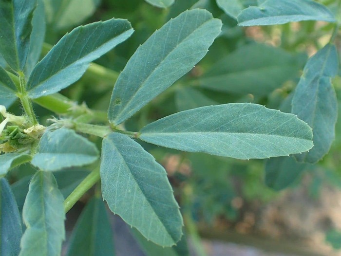 Пажитник сенной (лат. Trigonella foenum-graecum)