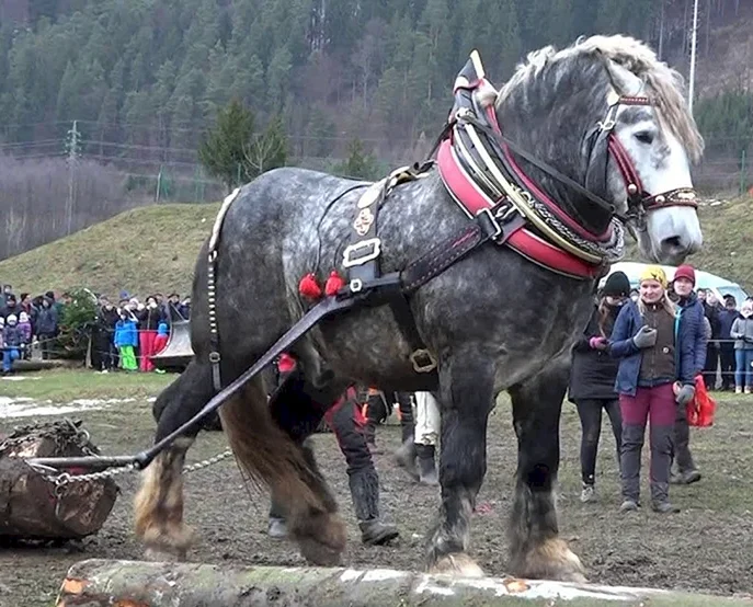 Напівгнучкий хомут