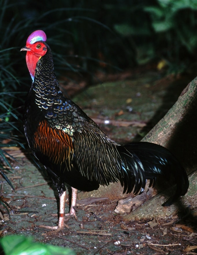 Кури породи Ayam Cemani (Аям Цемані)