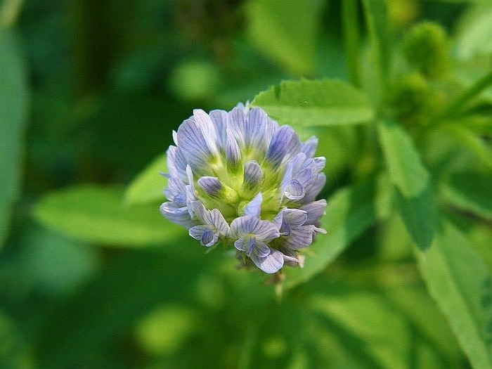 Пажитник голубой (лат. Trigonella caerulea)