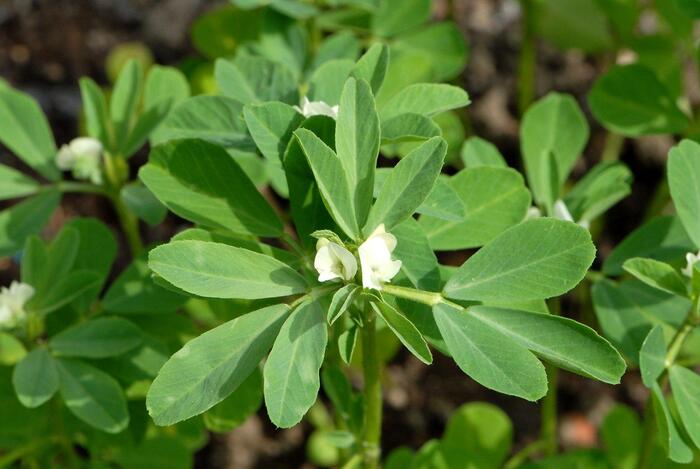 Пажитник сенной (лат. Trigonella foenum-graecum или Fenugreek)