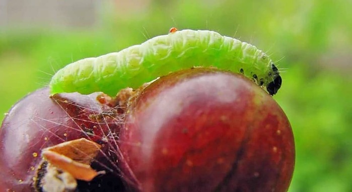 Личинка огневки крыжовниковой (Zophodia convolutella)