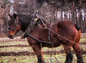 Як запрягти коня в однокінну упряж