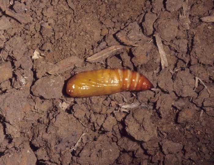 Совка-ипсилон, или черная совка (Agrotis ipsilon). Куколка