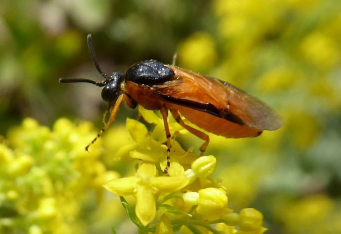 Желтый розанный пилильщик (Arge ochropus)