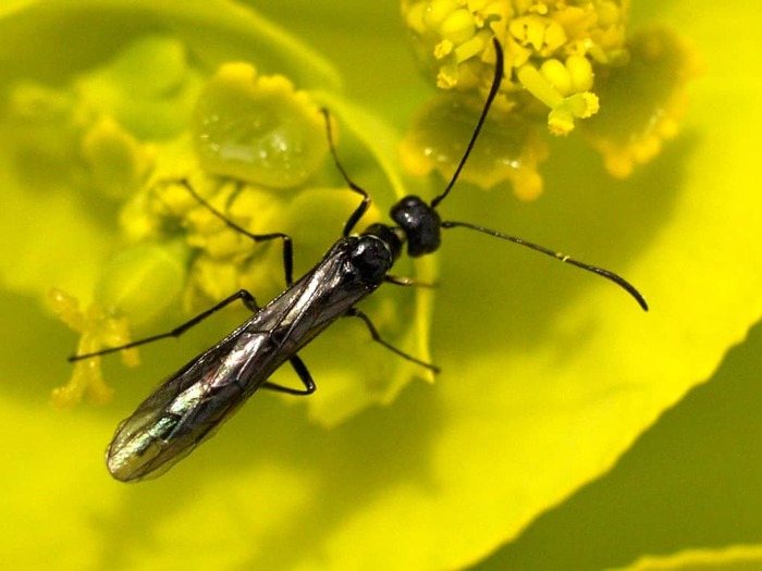 Черный хлебный пилильщик (Cephus tabidus или Trachelus tabidus)