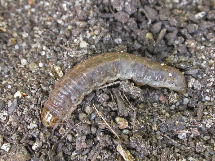 Пшеничная земляная совка (Euxoa tritici). Личинка