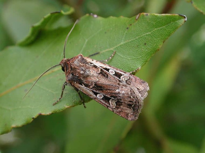 Пшеничная земляная совка (Euxoa tritici)