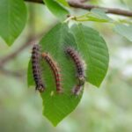 Neparnij shelkopriad (лат. Ocneria dispar)