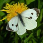 Белянка капустная или капустница (Pieris brassicae L.)