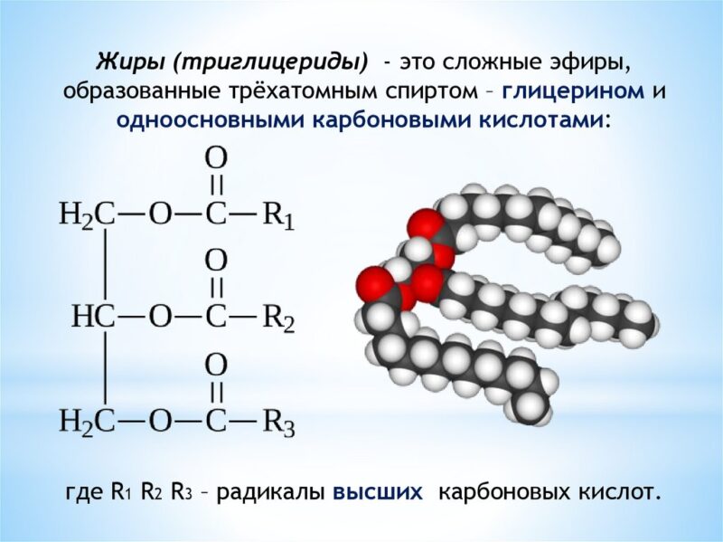 Запасы жира (триглицериды), под действием нескольких биологически активных веществ расщепляется до жирных кислот и глицерина