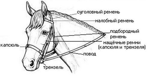 Після застібання всіх ремінців (потиличний, нащічний, ганашний) вуздечки, коня потрібно загнуздати