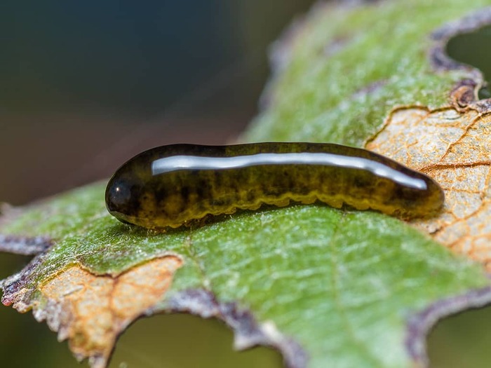 Вишневый слизистый пилильщик (Caliroa cerasi)