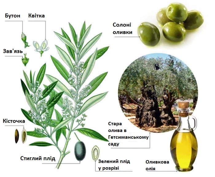 Маслина європейська або оливкове дерево європейське