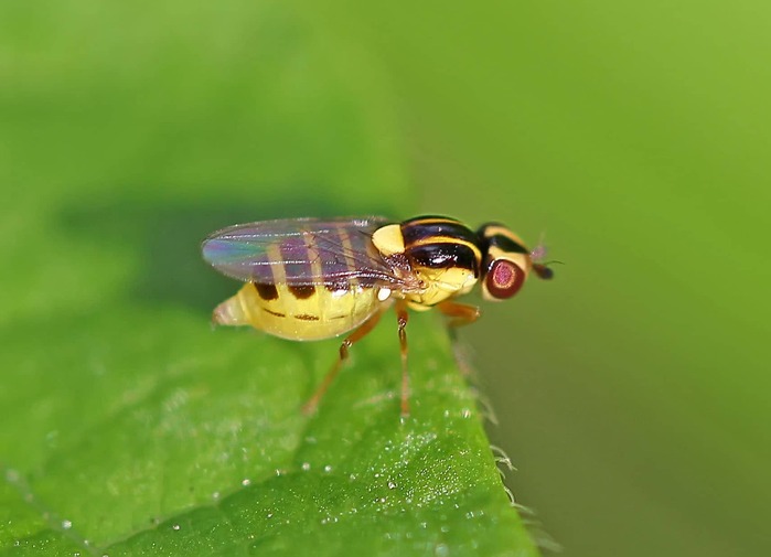 Зеленоглазка или зеленоглазка хлебная (Chlorops pumilionis Bjerk) 