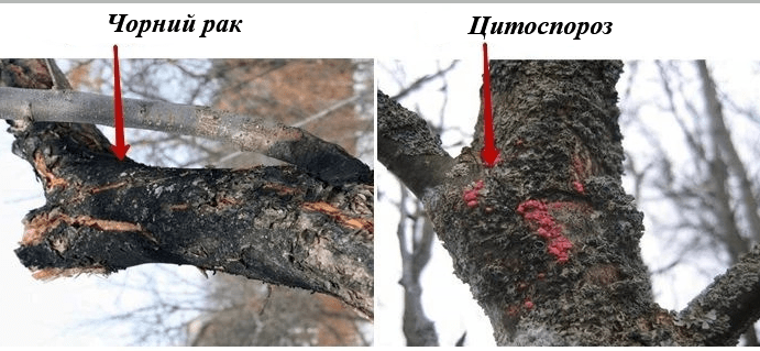 Цитоспороз яблуні. Ознаки та методи лікування