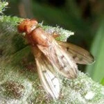 Опомиза пшеничная (Opomyza florum Fabricius)