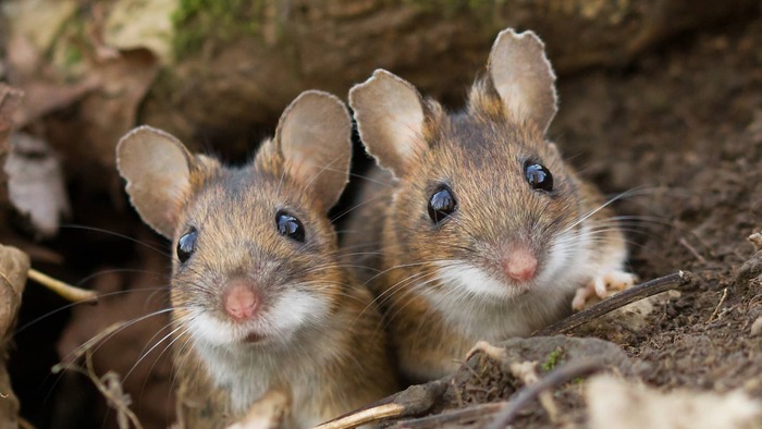 Желтогорлая мышь (Apodemus flavicollis)