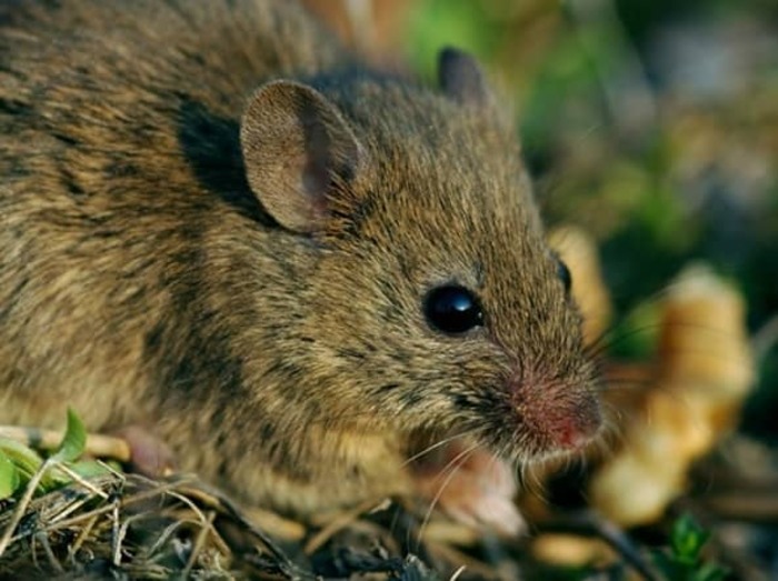 Курганчиковая мышь (Mus spicilegus) 