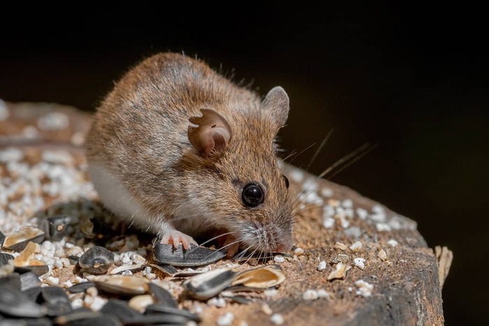 Лесная мышь (Apodemus uralensis)