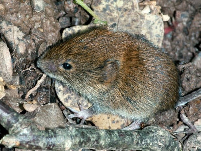 Темная полевка (Microtus agrestis)