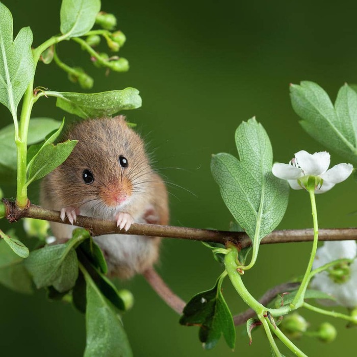 Мышь-малютка (Micromys minutus)