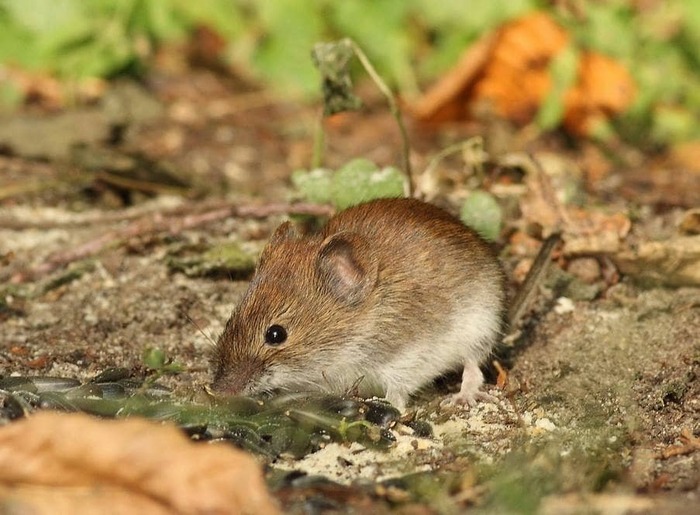 Европейская рыжая полевка (Myodes glareolus)