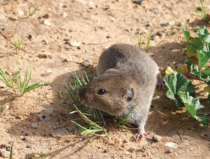 Общественная или степная полевка (Microtus socialis)