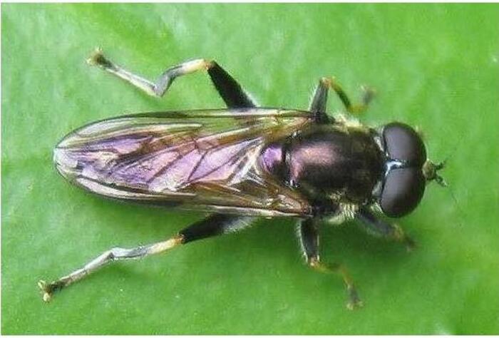 Яровая муха (Phorbia genitalis)