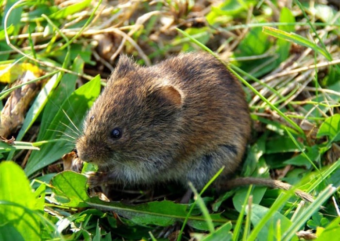 Полевка-экономка (Microtus oeconomus)