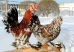 Алтайская бентамка