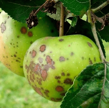 Парша на яблуні