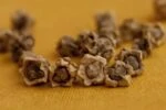 Несколько семян сахарной свеклы лежат на желтом фоне.