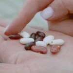 Насекомые – карантинные вредители зернобобовых культур