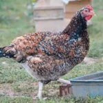 Ливенская ситцевая порода кур: история, описание и продуктивные качества