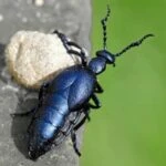 Майка обыкновенная, или майка чёрная (Meloe proscarabaeus)