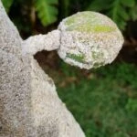 Pseudaulacaspis pentagona