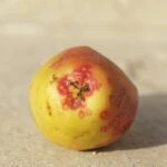 Калифорнийская щитовка
