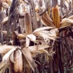 Diplodia zeae Lev. Диплодиоз кукурузы