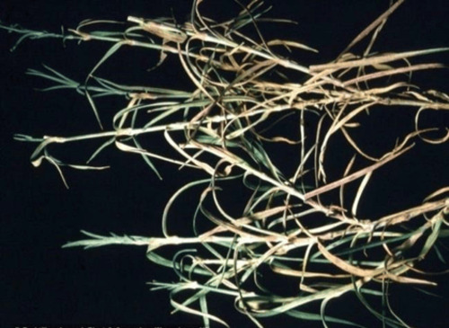 Карантинне захворювання гвоздики, збудник Phialophora cinerescens Фіалофорне в'янення гвоздики - карантинне захворювання