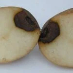 Фомоз картофеля. Возбудитель - несовершенный гриб Phoma solanicola