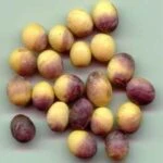 Пурпурный церкоспороз сои Cercospora kikuchii