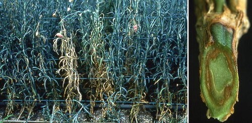 Фіалофорне в'янення гвоздики, збудник Phialophora cinerescens Фіалофорне в'янення гвоздики, збудник Phialophora cinerescens
