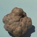 Головня картофеля (Thecaphora solani)