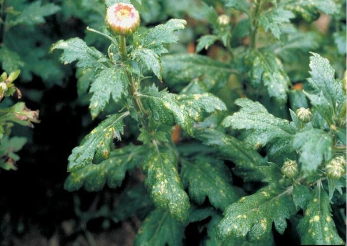 Аскохітоз хризантем Didymella ligulicola 